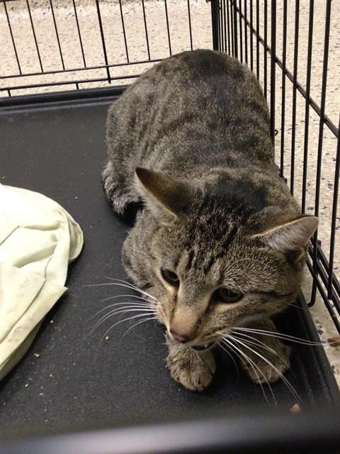 Shelter Stray Unknown Cat last seen Near BLOCK E 99TH WAY, 12155 Park Blvd, Brighton, CO 80601, USA