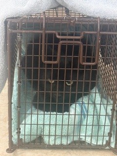 Shelter Stray Male Cat last seen , 957 N Gaffey St, San Pedro, CA 90731, USA