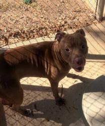 Shelter Stray Male Dog last seen CHARLOTTE, 8315 Byrum Dr, Charlotte, NC 28217, USA