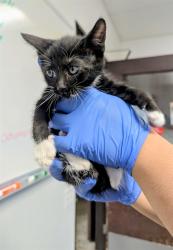 Shelter Stray Male Cat last seen Near BLK LANTADOS ST BAKERSFIELD, 201 S Mt Vernon Ave, Bakersfield, CA 93307, USA