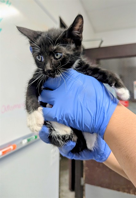 Shelter Stray Male Cat last seen Near BLK LANTADOS ST BAKERSFIELD, 201 S Mt Vernon Ave, Bakersfield, CA 93307, USA