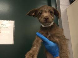 Shelter Stray Female Dog last seen Near BLOCK CHURCH ST, THERMAL CA 92274, 72050 Pet Land Pl, Thousand Palms, CA 92276, USA