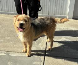 Shelter Stray Male Dog last seen Near BLOCK RIVER RD, 3528 Newburg Rd, Louisville, KY 40218, USA