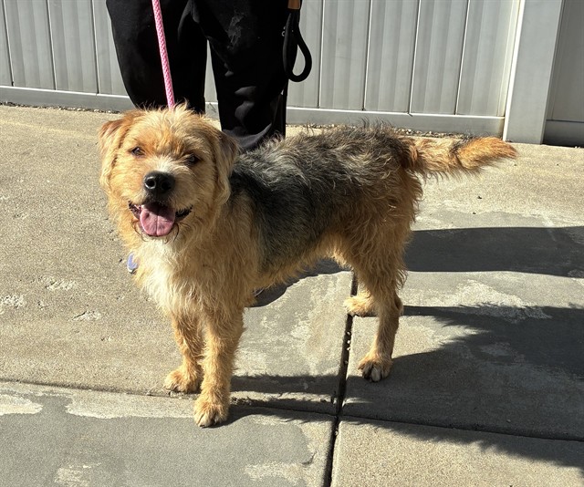 Shelter Stray Male Dog last seen Near BLOCK RIVER RD, 3528 Newburg Rd, Louisville, KY 40218, USA
