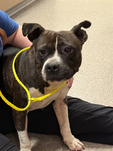Shelter Stray Female Dog last seen Near BLOCK TAYLOR BLVD, 3528 Newburg Rd, Louisville, KY 40218, USA