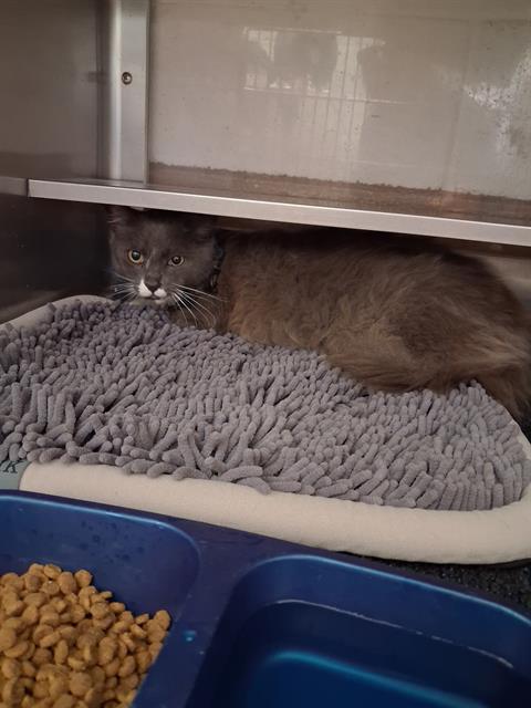 Shelter Stray Male Cat last seen EL DORA ST AND GLENCOE DR, 130 Beyer Way, Chula Vista, CA 91911, USA