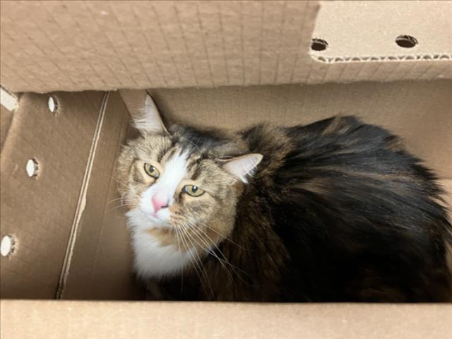 Shelter Stray Female Cat last seen Near BLOCK W MAY AVE, WICHITA KS 67213, 3303 N Hillside St, Wichita, KS 67219, USA