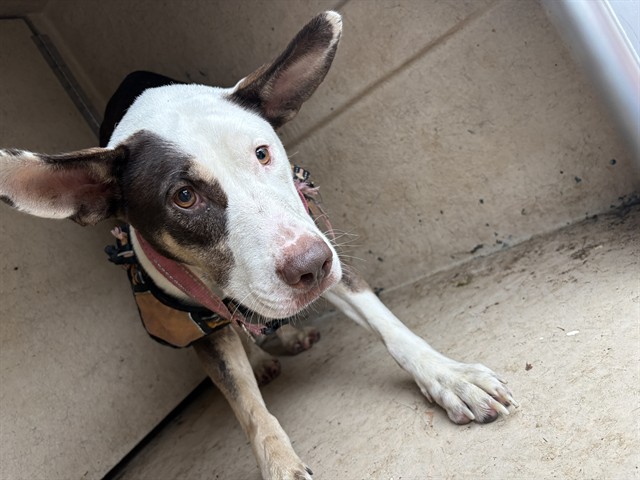 Shelter Stray Female Dog last seen Near BLOCK N ST CHARLES ST, OKLAHOMA CITY OK 73122, 2811 SE 29th St, Oklahoma City, OK 73129, USA