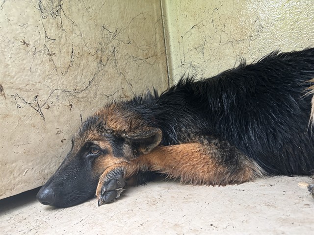 Shelter Stray Female Dog last seen Near BLOCK SE 47TH ST, OKLAHOMA CITY OK 73129, 2811 SE 29th St, Oklahoma City, OK 73129, USA