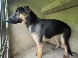 Shelter Stray Male Dog last seen Near BLOCK SE 47TH ST, OKLAHOMA CITY OK 73129, 2811 SE 29th St, Oklahoma City, OK 73129, USA
