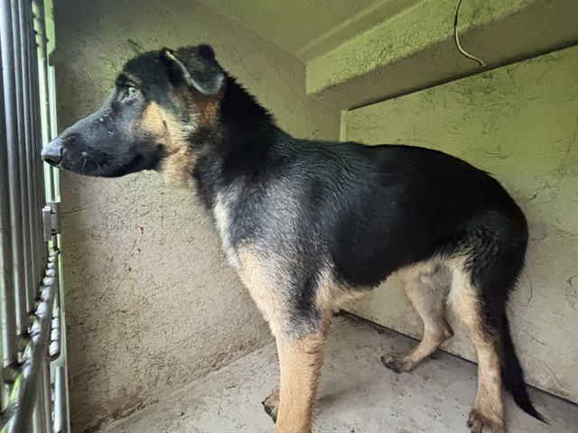 Shelter Stray Male Dog last seen Near BLOCK SE 47TH ST, OKLAHOMA CITY OK 73129, 2811 SE 29th St, Oklahoma City, OK 73129, USA