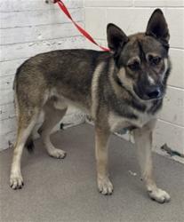 Shelter Stray Male Dog last seen PACIFIC ST X OLIVE ST, 333 Chandler Pl, San Bernardino, CA 92408, USA