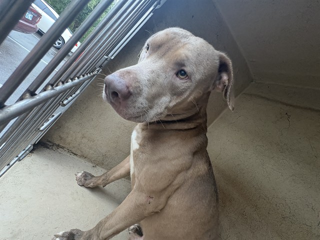 Shelter Stray Male Dog last seen Near BLOCK N ST CHARLES ST, OKLAHOMA CITY OK 73122, 2811 SE 29th St, Oklahoma City, OK 73129, USA