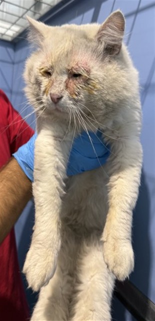 Shelter Stray Male Cat last seen OLEANDER AVE AND SANTANA, 333 Chandler Pl, San Bernardino, CA 92408, USA