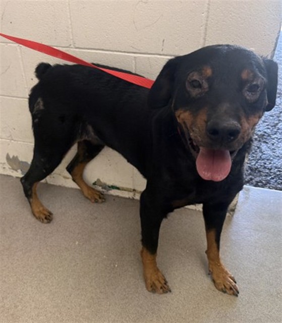 Shelter Stray Female Dog last seen EUCALYPTUS AND AVLLEY, 333 Chandler Pl, San Bernardino, CA 92408, USA