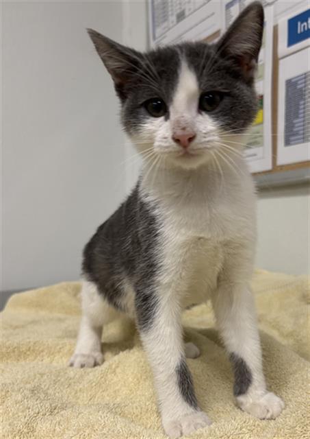 Shelter Stray Female Cat last seen , 600 Aviation Dr, Camarillo, CA 93010, USA