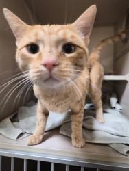 Shelter Stray Male Cat last seen Near BLOCK E QUINCY AVE AURORA, CO 80015, 1241 W Bayaud Ave, Denver, CO 80223, USA