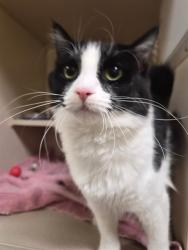 Shelter Stray Female Cat last seen Near BLOCK S UTICA ST DENVER, CO 80219, 1241 W Bayaud Ave, Denver, CO 80223, USA
