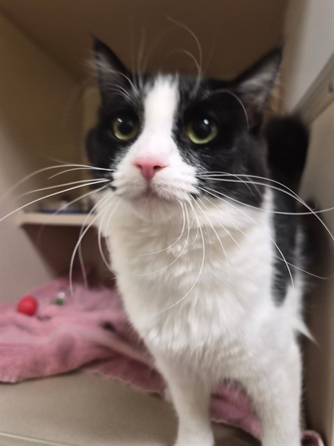 Shelter Stray Female Cat last seen Near BLOCK S UTICA ST DENVER, CO 80219, 1241 W Bayaud Ave, Denver, CO 80223, USA