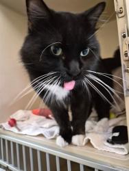Shelter Stray Male Cat last seen Near BLOCK S SHERMAN ST, DENVER CO 80210, 1241 W Bayaud Ave, Denver, CO 80223, USA