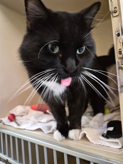 Shelter Stray Male Cat last seen Near BLOCK S SHERMAN ST, DENVER CO 80210, 1241 W Bayaud Ave, Denver, CO 80223, USA