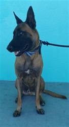 Shelter Stray Male Dog last seen , 4275 Elton St, Baldwin Park, CA 91706, USA