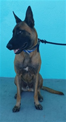 Shelter Stray Male Dog last seen , 4275 Elton St, Baldwin Park, CA 91706, USA