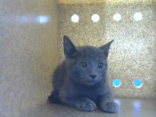 Shelter Stray Male Cat last seen Near BLOCK CHARLESTON ST NE, 8920 Lomas Blvd NE, Albuquerque, NM 87112, USA
