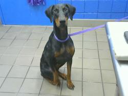 Shelter Stray Female Dog last seen Near BLOCK GIBSON BLVD SE, 8920 Lomas Blvd NE, Albuquerque, NM 87112, USA