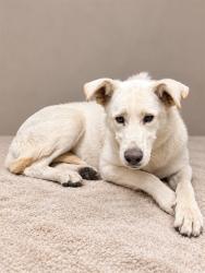 Shelter Stray Female Dog last seen , 38550 Sierra Hwy, Palmdale, CA 93550, USA