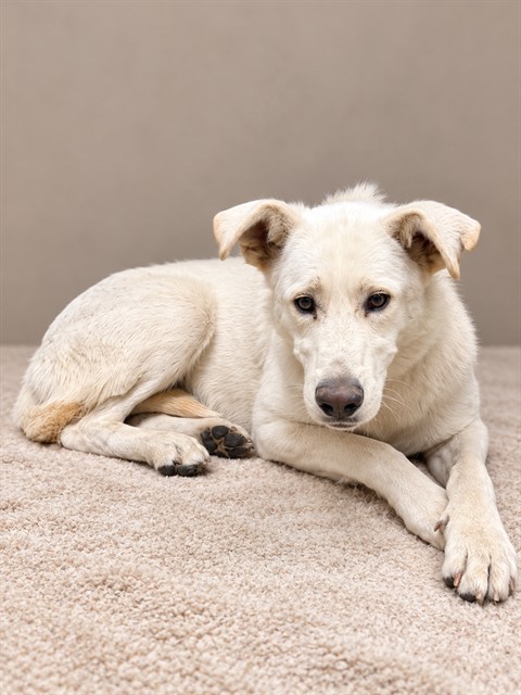 Shelter Stray Female Dog last seen , 38550 Sierra Hwy, Palmdale, CA 93550, USA