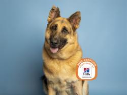 Shelter Stray Male Dog last seen W ORANGE DR / W PASADENA AVE, 5501 E Van Buren St, Phoenix, AZ 85008, USA