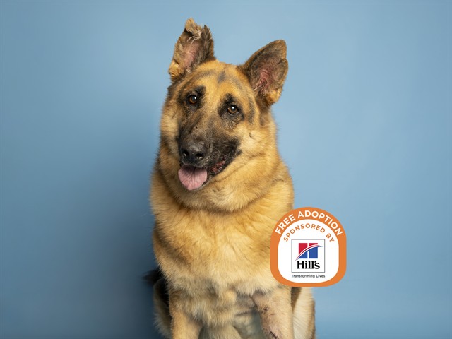 Shelter Stray Male Dog last seen W ORANGE DR / W PASADENA AVE, 5501 E Van Buren St, Phoenix, AZ 85008, USA