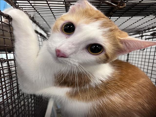 Shelter Stray Female Cat last seen , 1850 W 60th St, Los Angeles, CA 90047, USA