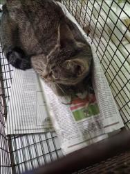 Shelter Stray Female Cat last seen , 1850 W 60th St, Los Angeles, CA 90047, USA