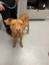 Shelter Stray Male Dog last seen Near, 5001 E Raymond St, Indianapolis, IN 46203, USA