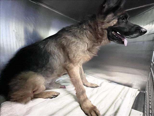 Shelter Stray Male Dog last seen , 1850 W 60th St, Los Angeles, CA 90047, USA