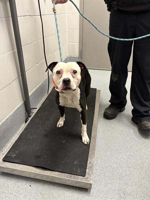 Shelter Stray Female Dog last seen Near, 5001 E Raymond St, Indianapolis, IN 46203, USA