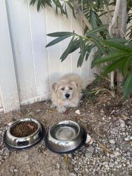 Reunited Unknown Dog last seen Farm and Tule Springs, Las Vegas, NV 89131