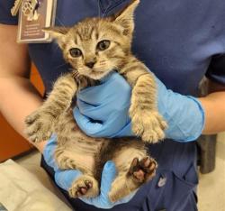 Shelter Stray Male Cat last seen LA HAYA DR / ELK GROVE FLORIN RD, 9150 Union Park Way, Elk Grove, CA 95624, USA