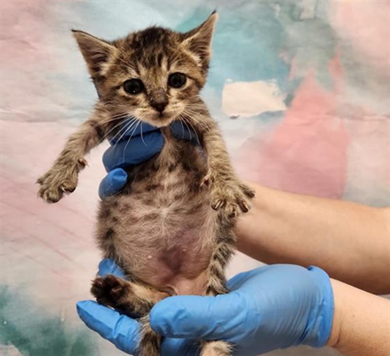 Shelter Stray Female Cat last seen LA HAYA DR / ELK GROVE FLORIN RD, 9150 Union Park Way, Elk Grove, CA 95624, USA