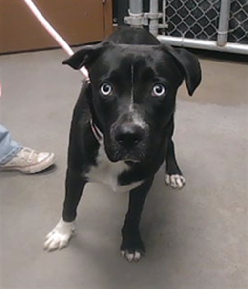 Shelter Stray Male Dog last seen Near BLOCK W PALM LN, 2500 S 27th Ave, Phoenix, AZ 85009, USA