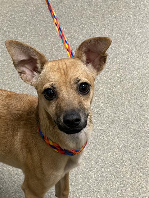 Shelter Stray Male Dog last seen Near BLOCK HARRIS AVE, LAS VEGAS NV 89110, 655 N Mojave Rd, Las Vegas, NV 89101, USA