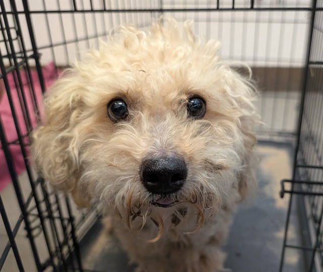 Shelter Stray Female Dog last seen , 4000 N Silverbell Rd, Tucson, AZ 85745, USA