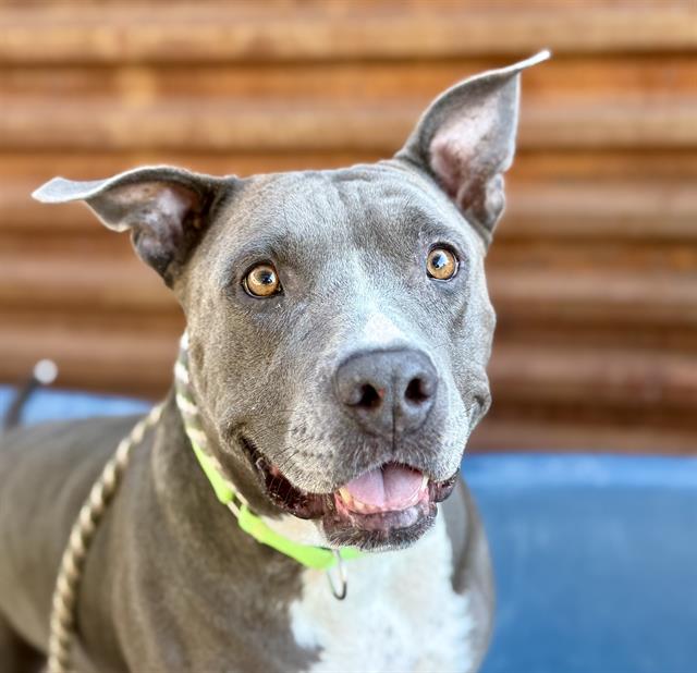 Shelter Stray Female Dog last seen , 4000 N Silverbell Rd, Tucson, AZ 85745, USA