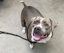 Shelter Stray Female Dog last seen , 4000 N Silverbell Rd, Tucson, AZ 85745, USA