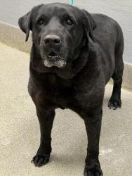 Shelter Stray Female Dog last seen Near BLOCK LOSEE RD, NORTH LAS VEGAS NV 89081, 655 N Mojave Rd, Las Vegas, NV 89101, USA