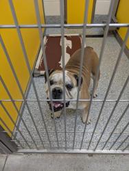 Shelter Stray Female Dog last seen , 4000 N Silverbell Rd, Tucson, AZ 85745, USA