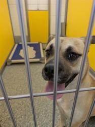Shelter Stray Female Dog last seen , 4000 N Silverbell Rd, Tucson, AZ 85745, USA
