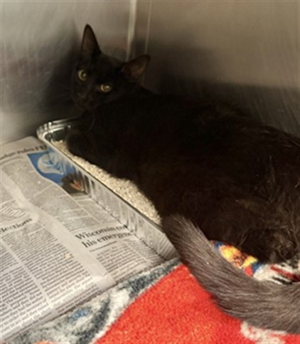 Shelter Stray Male Cat last seen Near BLOCK BURTON ST, HEMET CITY, 581 S Grand Ave, San Jacinto, CA 92582, USA